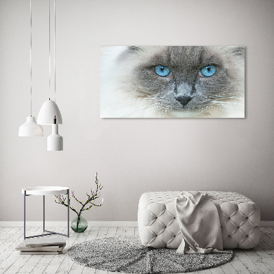 Foto schilderij op glas Blauwogige kat