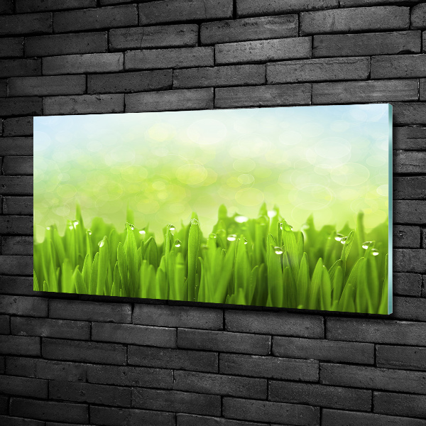 Schilderij op glas Gras