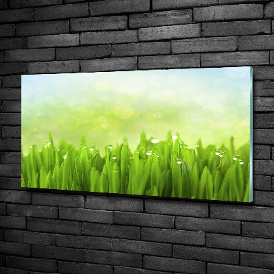 Schilderij op glas Gras