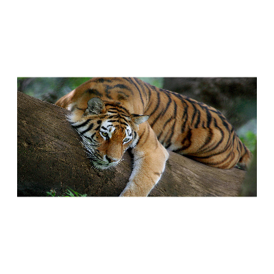 Schilderij glas Tijger in een boom