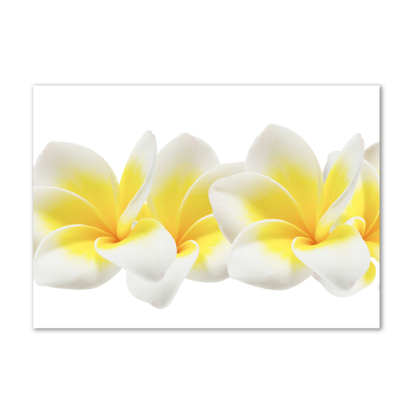Foto schilderij op glas Plumeria