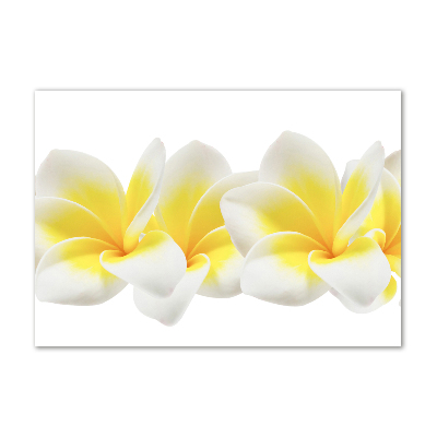 Foto schilderij op glas Plumeria