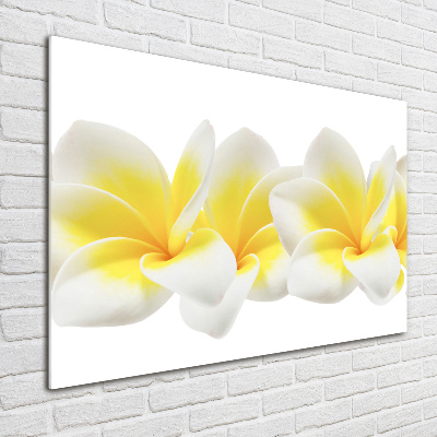Foto schilderij op glas Plumeria