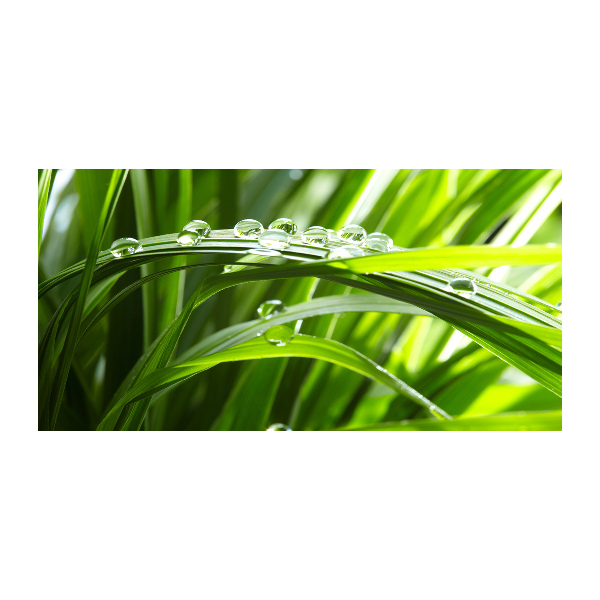 Schilderij glas Druppels op het gras