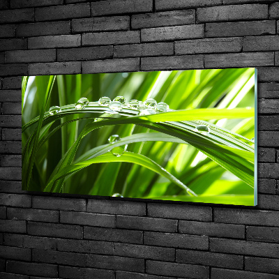 Schilderij glas Druppels op het gras
