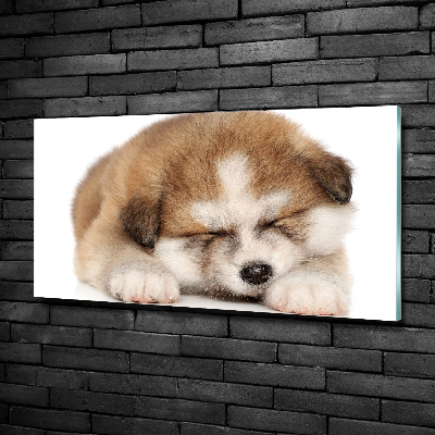 Foto schilderij op glas Akita-puppy