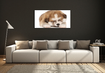 Foto schilderij op glas Akita-puppy