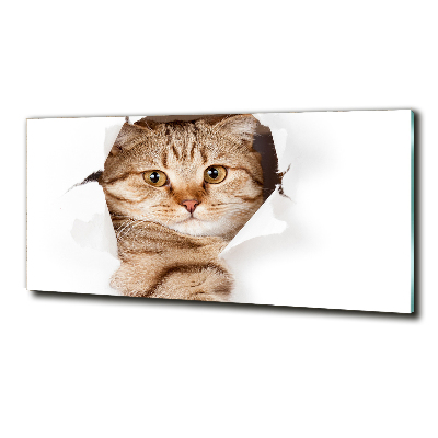 Foto schilderij op glas Kat