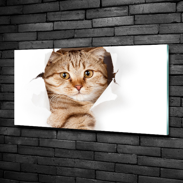 Foto schilderij op glas Kat
