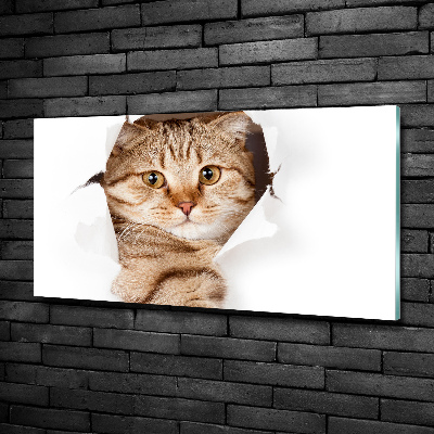 Foto schilderij op glas Kat