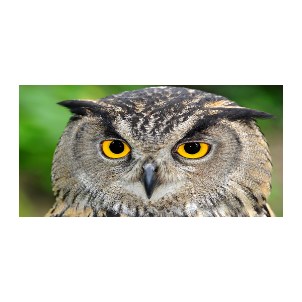 Glazen schilderij Uil