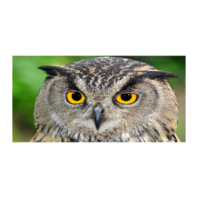 Glazen schilderij Uil