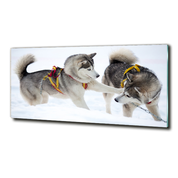 Foto schilderij op glas Huskies in de winter