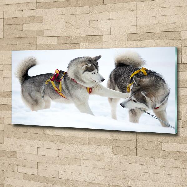 Foto schilderij op glas Huskies in de winter