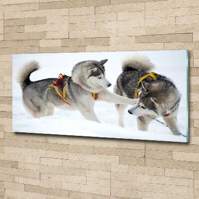 Foto schilderij op glas Huskies in de winter