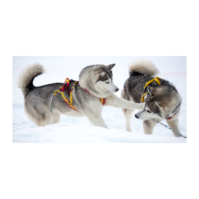 Foto schilderij op glas Huskies in de winter