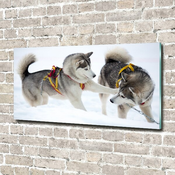 Foto schilderij op glas Huskies in de winter