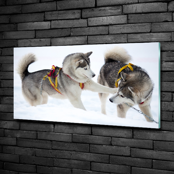 Foto schilderij op glas Huskies in de winter