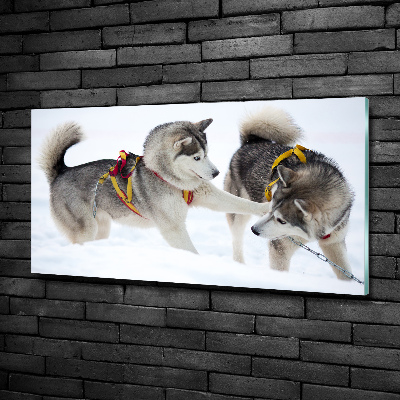 Foto schilderij op glas Huskies in de winter