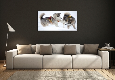 Foto schilderij op glas Huskies in de winter