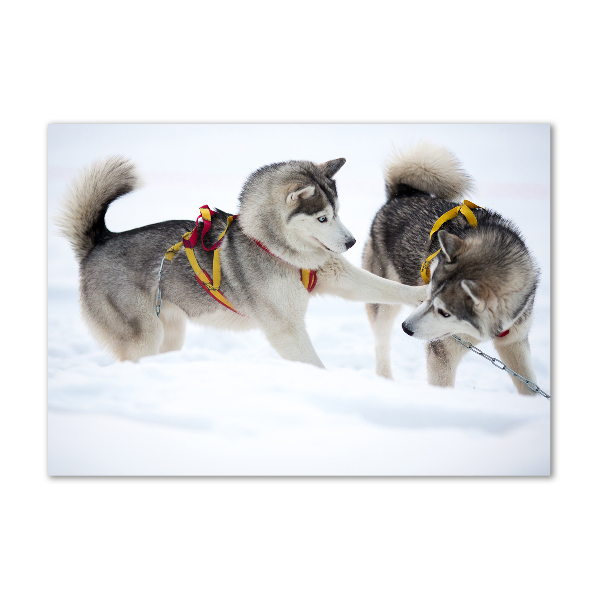 Foto schilderij op glas Huskies in de winter