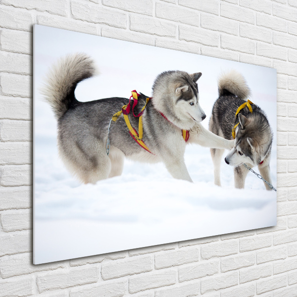 Foto schilderij op glas Huskies in de winter