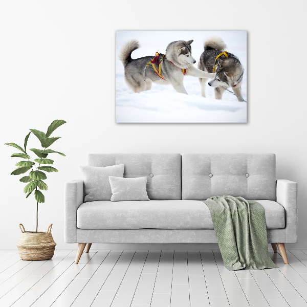 Foto schilderij op glas Huskies in de winter