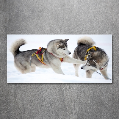 Foto schilderij op glas Huskies in de winter