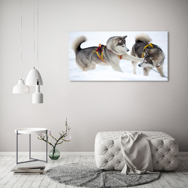 Foto schilderij op glas Huskies in de winter