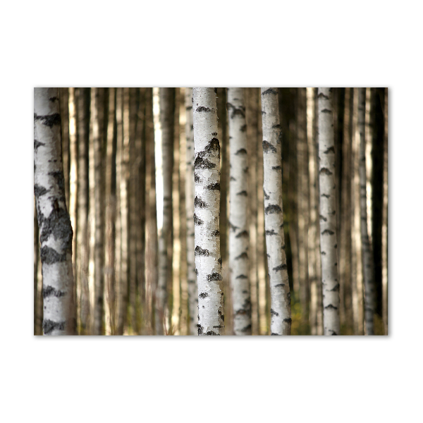 Glazen schilderij Berken