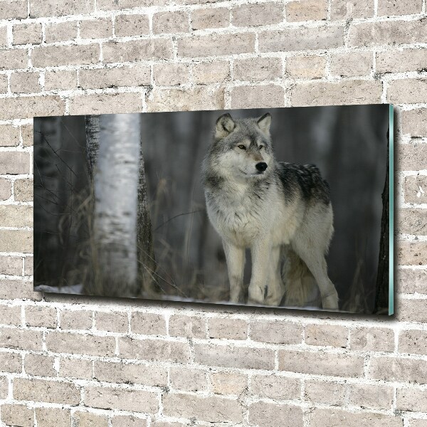 Foto schilderij op glas Grijze wolf