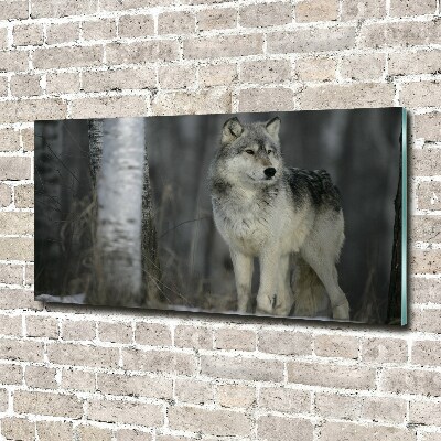 Foto schilderij op glas Grijze wolf