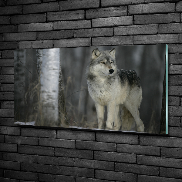 Foto schilderij op glas Grijze wolf