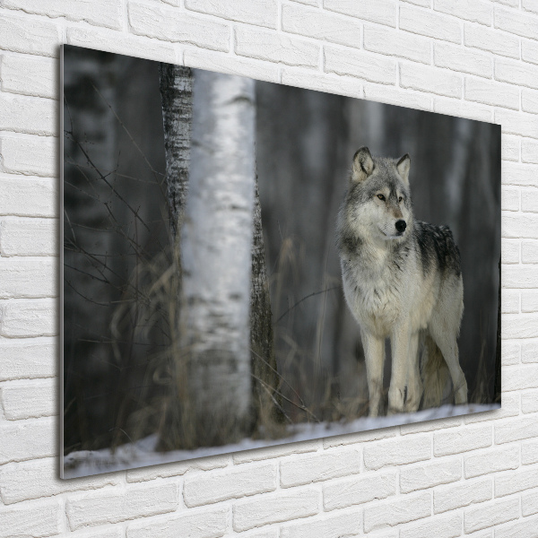 Foto schilderij op glas Grijze wolf