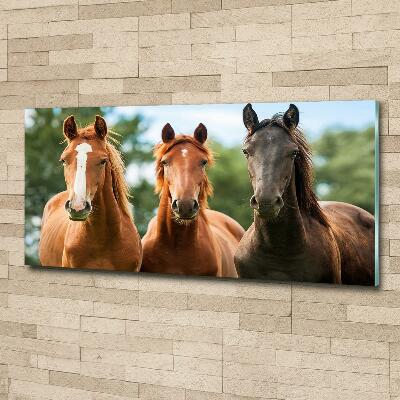 Foto schilderij op glas Drie paarden