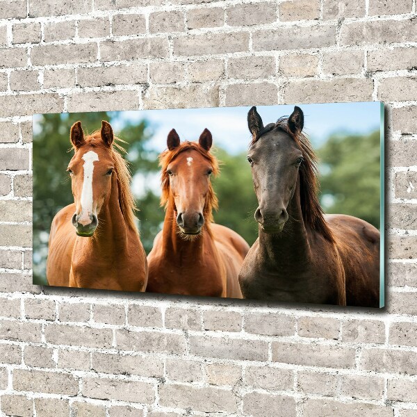 Foto schilderij op glas Drie paarden