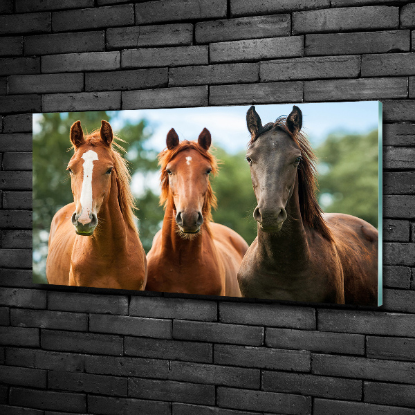 Foto schilderij op glas Drie paarden