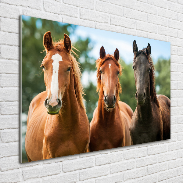 Foto schilderij op glas Drie paarden
