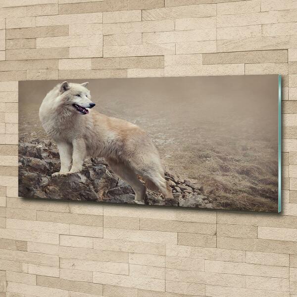 Foto schilderij op glas Witte wolf op een rots