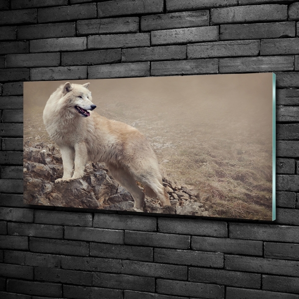 Foto schilderij op glas Witte wolf op een rots