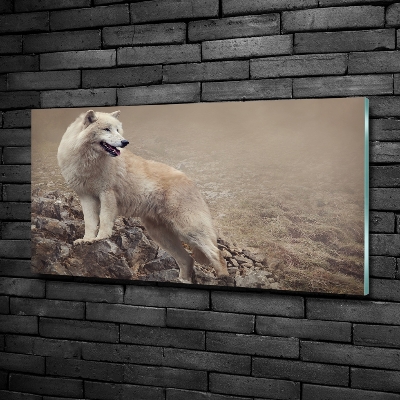 Foto schilderij op glas Witte wolf op een rots