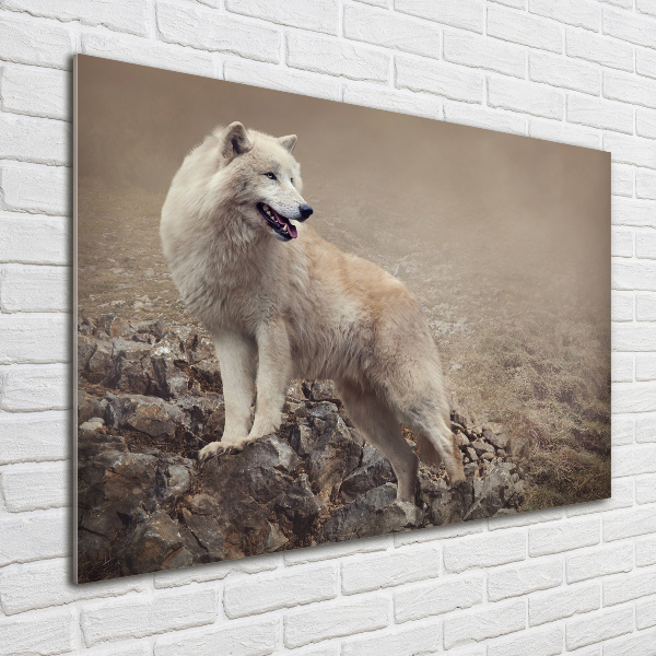 Foto schilderij op glas Witte wolf op een rots