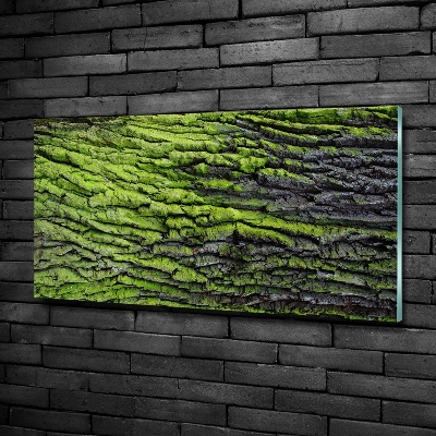 Schilderij op glas Boomschors