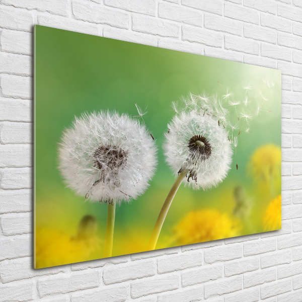 Schilderij op glas Paardenbloemen