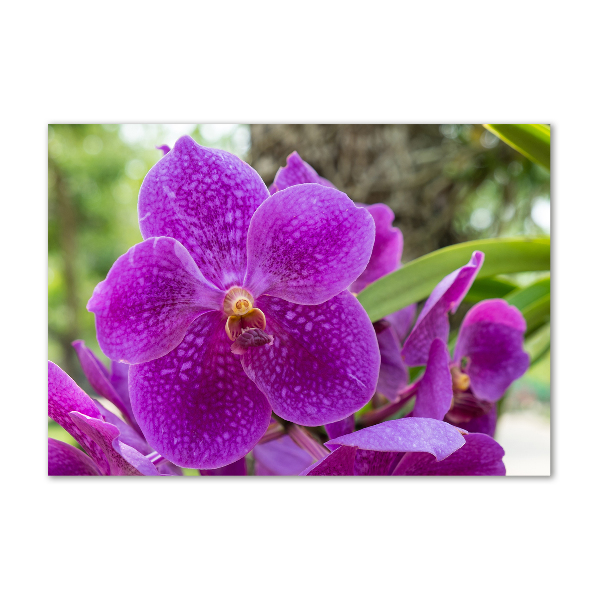 Schilderij glas Orchidee