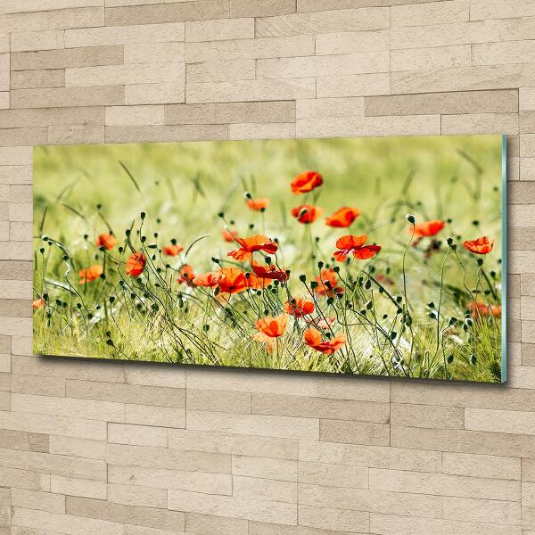 Glazen schilderij Klaprozen