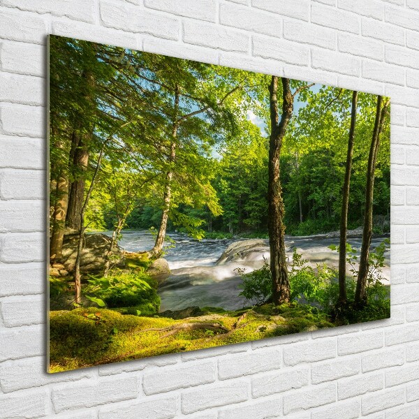 Schilderij op glas Rivier in het bos