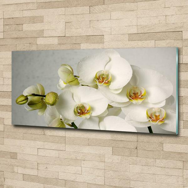 Glazen schilderij Witte orchidee