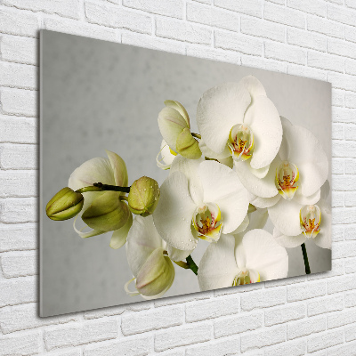 Glazen schilderij Witte orchidee