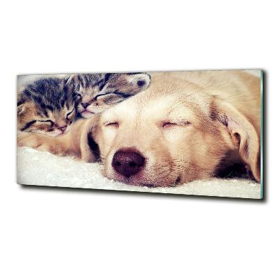 Schilderij glas Puppy's en katten